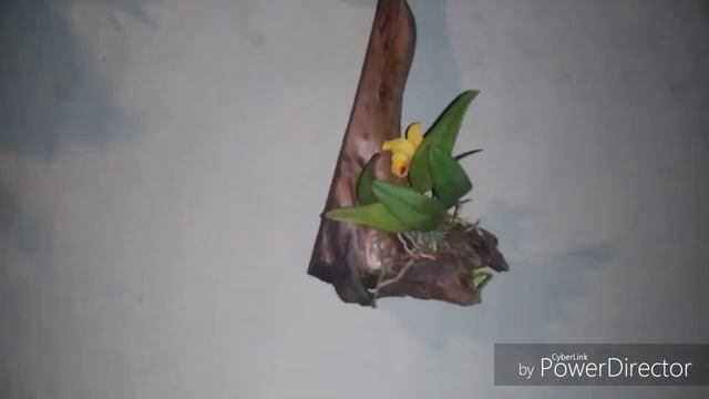 This Ain't Cattleya luteola смотреть онлайн