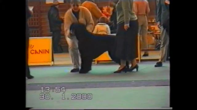 2000. Русский черный терьер Атаман на выставке. смотреть онлайн