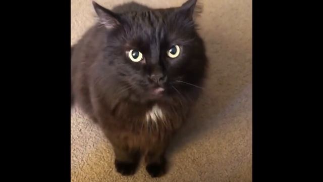 Mean Cat Maxwell (with subtitles) смотреть онлайн