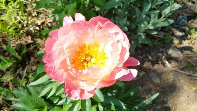 Coral Sunset Peony And Pink Hawaiian Coral Peony