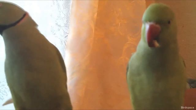 Жемчужинка и ГОЛУБЧИК. Рио! Кушают орехи. Питание попугаев смотреть онлайн