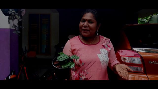 PLANTS FROM HUNTING AND FROM SUBSCRIBERS/ONLINE SALES VIDEO смотреть онлайн