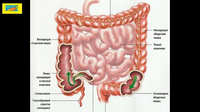 КАК СОХРАНИТЬ СВОЙ ВЕС НА ПРОТЯЖЕНИИ ВСЕЙ ЖИЗНИ ? смотреть онлайн