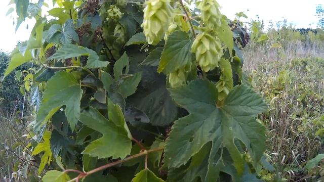 Хмель обыкновенный (растения полезные и ядовитые для кроликов). смотреть онлайн