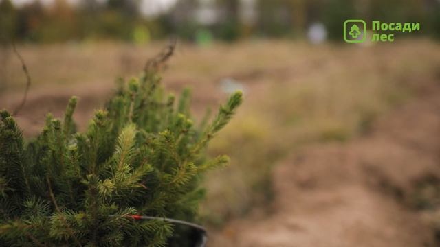 Посадка леса в Пермском крае 22 сентября 2023 года смотреть онлайн