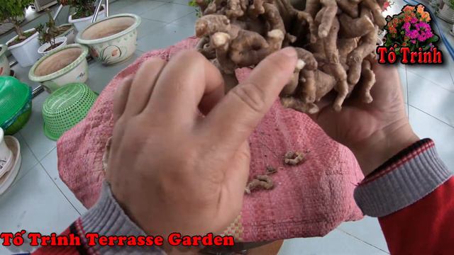 Cách Sử Lý Sứ Thái Bị Đém trắng / Adenium obesum смотреть онлайн