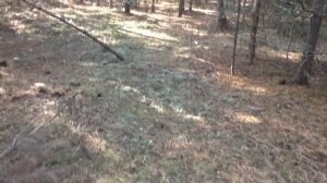 НАШЁЛ СВОЮ ПОЛЯНУ ГРИБОВ! Забрался туда, где ещё не был! ЛЕС И ГРИБЫ! mushroom hike.mp4