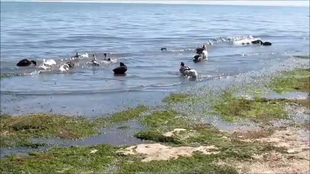 Берег Каспия. смотреть онлайн