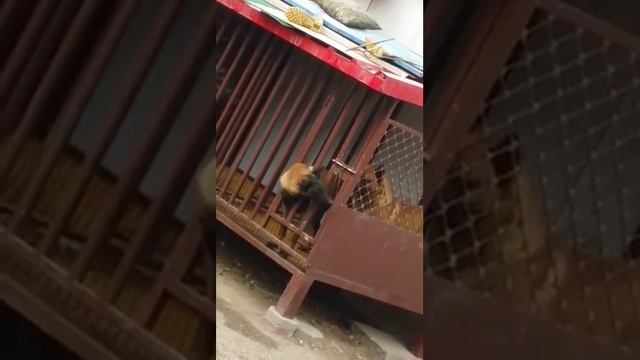 эпичный побег собак из клетки смотреть онлайн
