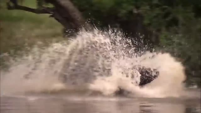 Lion in Danger! Buffalo Herd Use This Sharp Horns To Take Down Lions To Rescue His Teammate смотреть онлайн