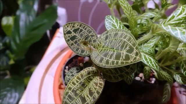 Jewel Orchid Macodes Petola aerial roots korzenie powietrzne, Fittonia ‘ Mont Blanc ‘ смотреть онлайн