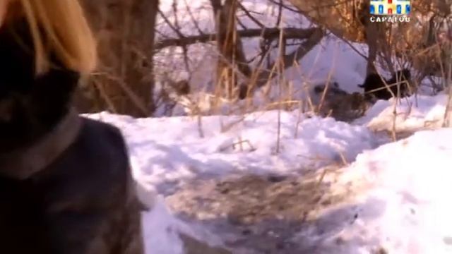 Почтальоны не разносят корреспонденцию из-за бродячих собак смотреть онлайн