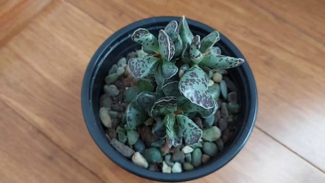 ADROMISCHUS/Adromischus Cooperi Adromischus Cristatus?/Suculentas de Sol/Suculentas Raras?? смотреть онлайн