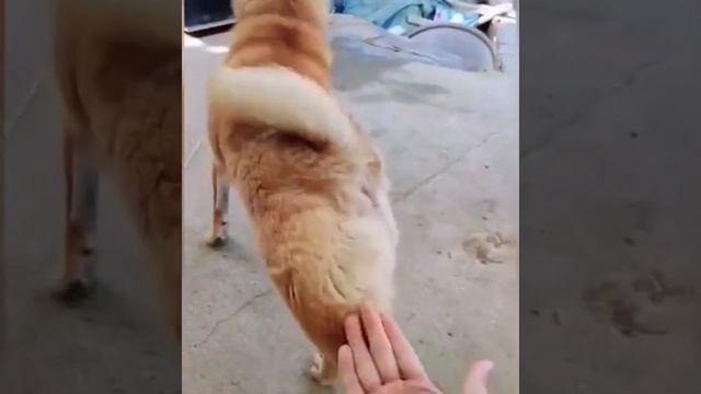 дай.mp4 смотреть онлайн