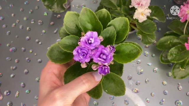 Спорт лучше Сорта! Цветут мои новенькие фиалки смотреть онлайн