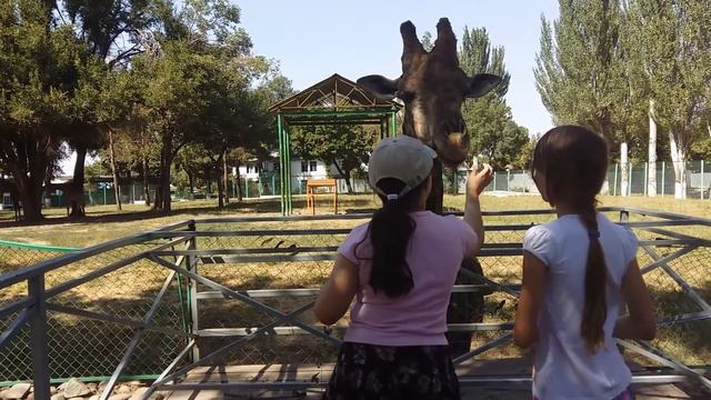 Жираф большой, ему видней смотреть онлайн