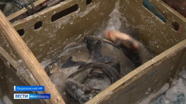 Владычица Рыбинского моря: в Ярославской области живет женщина-промысловик смотреть онлайн