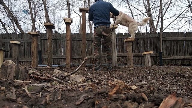 Дрессировка собак. Хаски. смотреть онлайн
