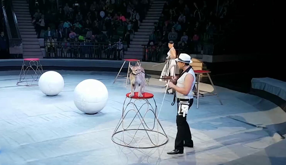 В Сочинском цирке пройдет премьера шоу «Джемелли» смотреть онлайн