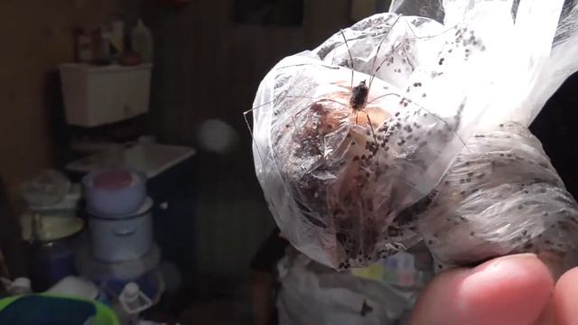 2017 10 19 01 15 59 00014 Panasonic HC V550 308 mb смотреть онлайн