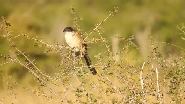 Thanda Safari Game Drive 36 смотреть онлайн
