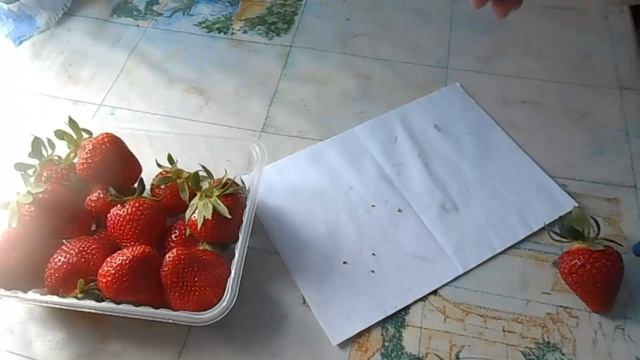 Как собрать семена с клубники. Собираем и сажаем. смотреть онлайн