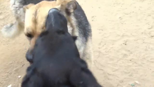 Приют Хати и его хвостики смотреть онлайн