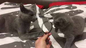 Русские голубые котята. Русская Голубая кошка. Питомник Ruzara