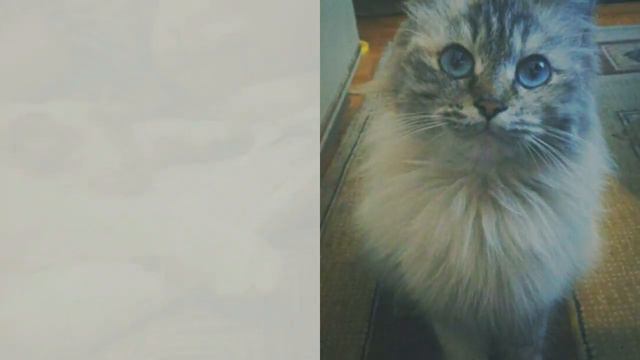 Моя любимая кошка Буся я так по ней скучаю Эх смотреть онлайн