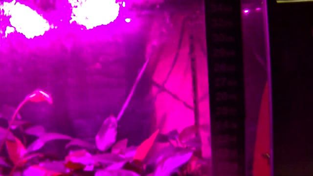 Разводня на Дому "обо всем на данный момент" смотреть онлайн