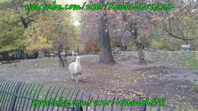 #62 Угарные ламы ;)))) Приколы-юмор. смотреть онлайн