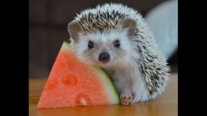Звук ежа.The sound of a hedgehog.