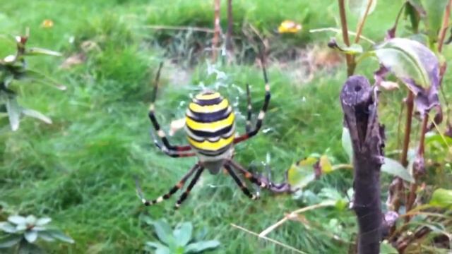 Дачный паук смотреть онлайн