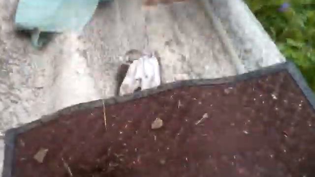 Поймал ястреба. Что делать? смотреть онлайн