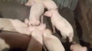 Продам поросят (мясной породы, дюрок + ландрас)