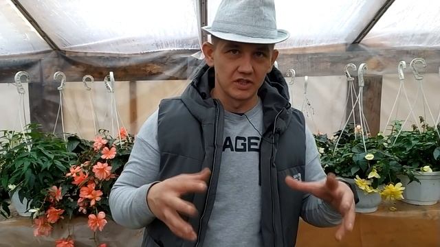 Бегония. Как сохранить бегонию зимой. Как размножается бегония. Где лучше растет бегония. смотреть онлайн