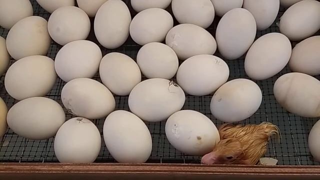 Мускусные утки// Инкубация// 34 сутки утята вылупляются// смотреть онлайн