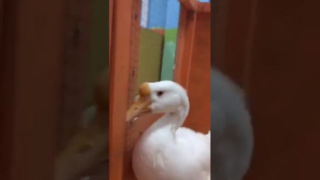 Yachthafen Гусь Мартин смотреть онлайн