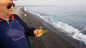 Рыбалка на черном море. Ловля смариды на буллер: Рыболовный дневник