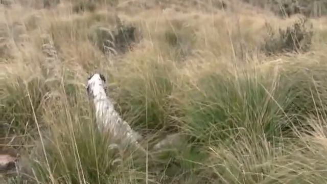 setter inglese pato su cotorne смотреть онлайн