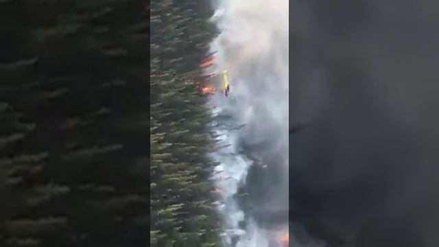 Поджигают лес смотреть онлайн