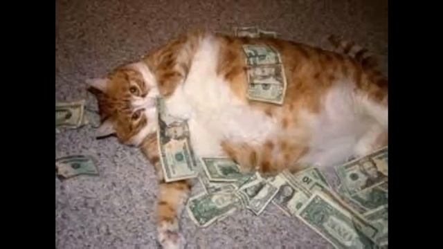 корм ориджен для кошек смотреть онлайн