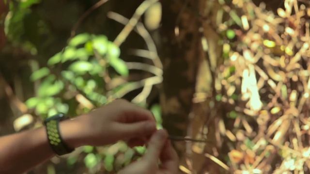 Spiders in Australia - Golden Orb Weaver смотреть онлайн