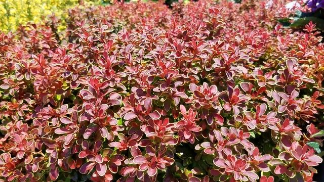 Berberis Admiration (Barberry) смотреть онлайн