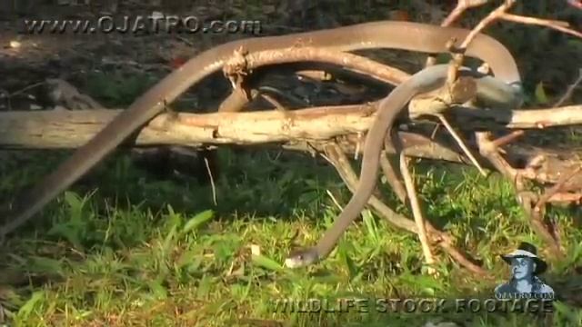 Crocodile Attacks Black Mamba 01 - Crocodile Attacks Snake
