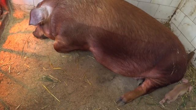 Купил,10200грв,брус,кольца, сложный опорос. строим сарай смотреть онлайн