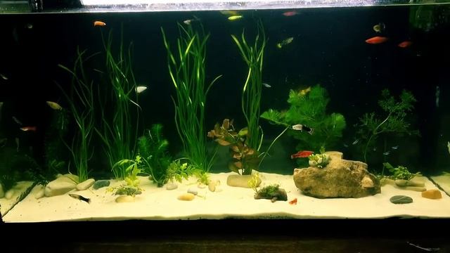 НАШИ НОВОСТИ | Анциструсы едят растения, умирают неоны, купили непонятную беременную рыбку