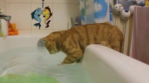 я водяной кот :-)