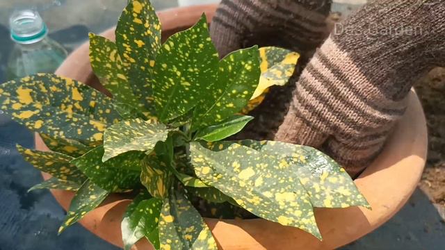 Propagation of Gold dust croton by using stem cuttings смотреть онлайн