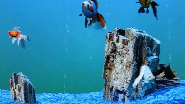The XP MCE fish aquarium screensaver смотреть онлайн
